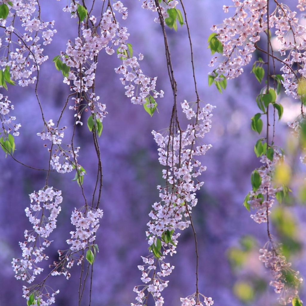 Гроздья из цветов