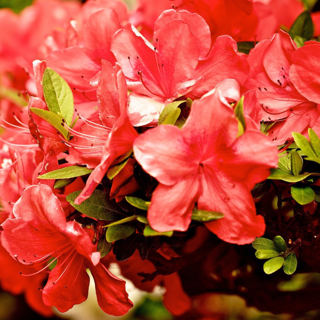 Куст красных цветов