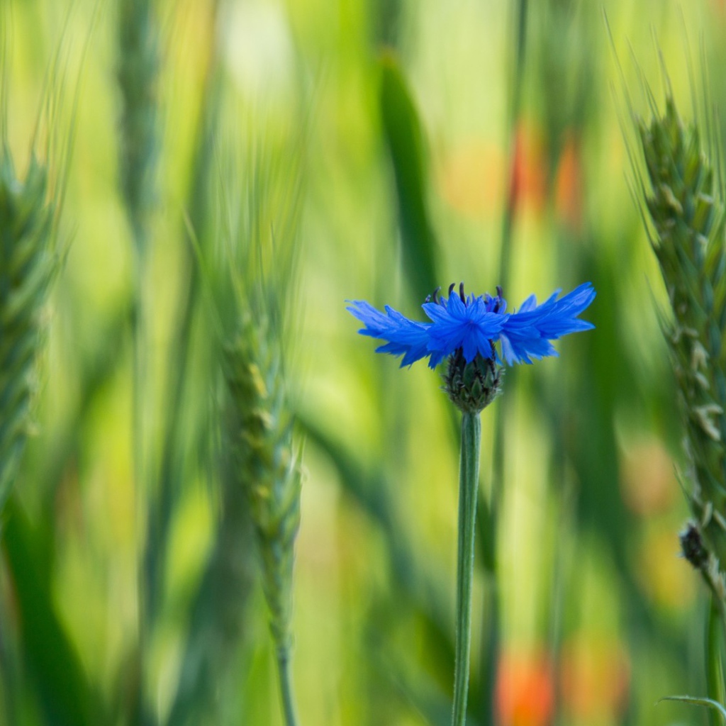 Лютик в поле