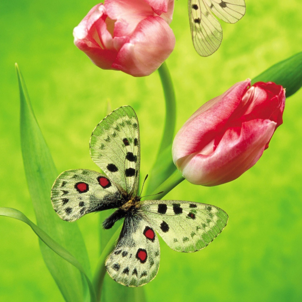 Бабочка на тюльпане