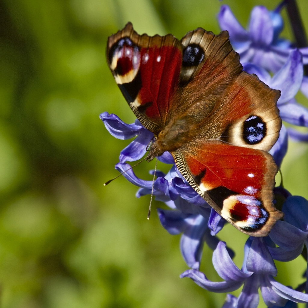 Бабочка на красивых цветах гиацинт