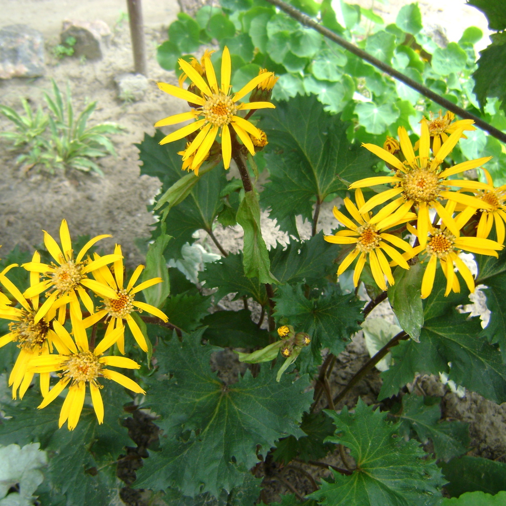 Красивый бузульник в саду