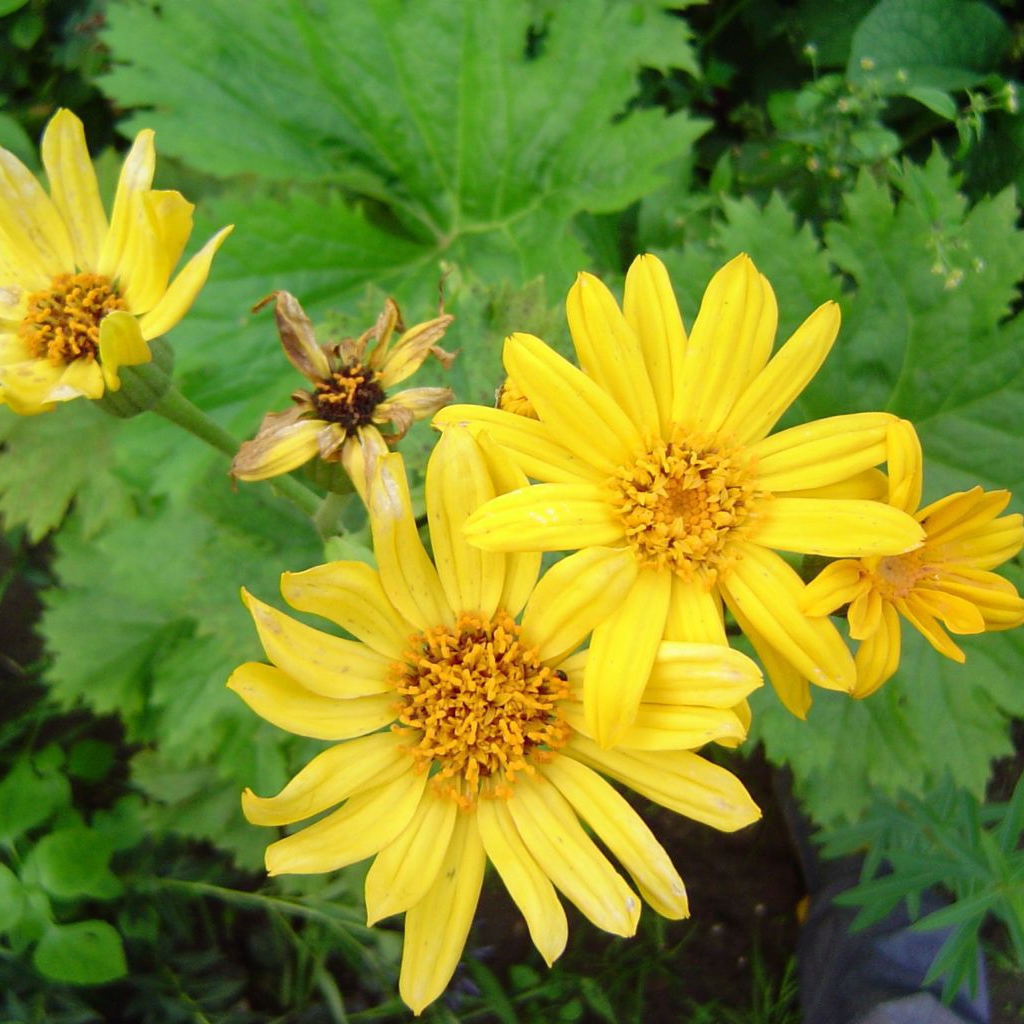 Красивое растение бузульник в парке