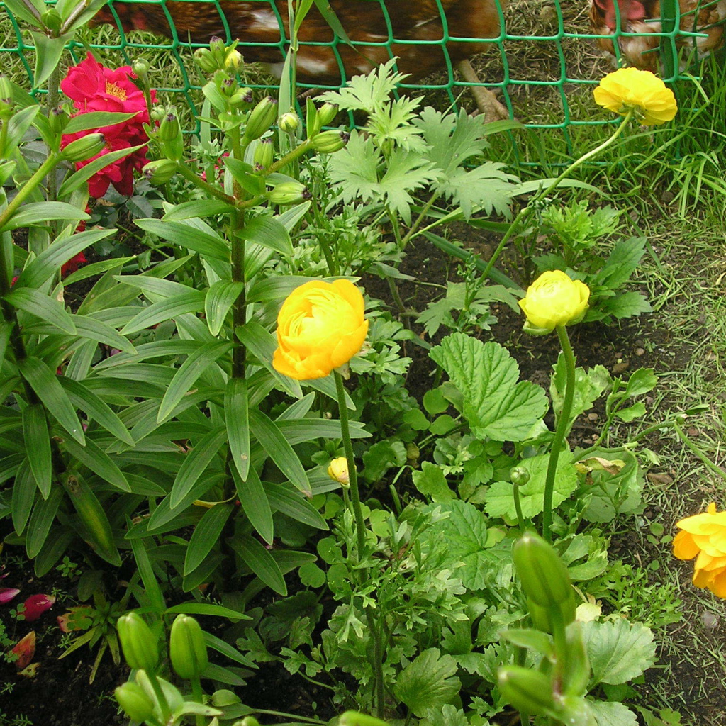 Растение бузульник на дачном участке