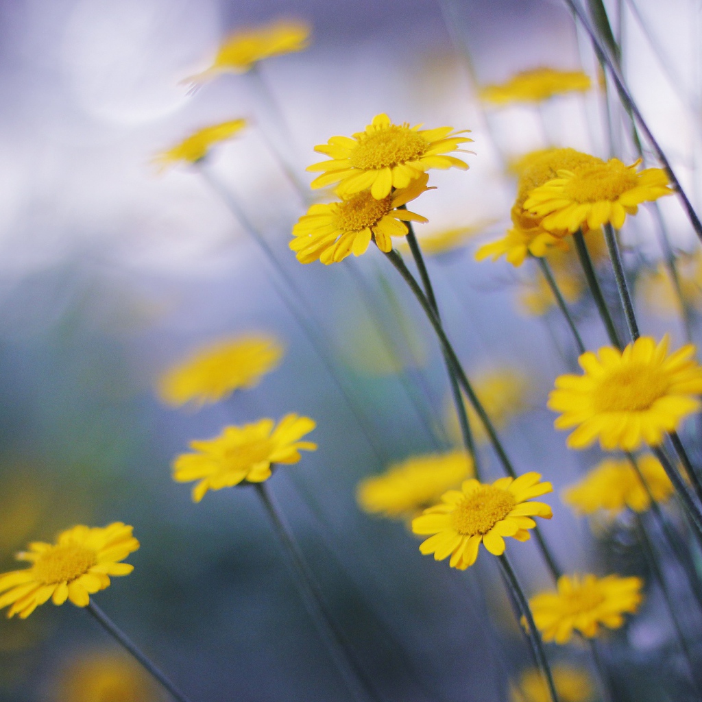 Желтые ромашки