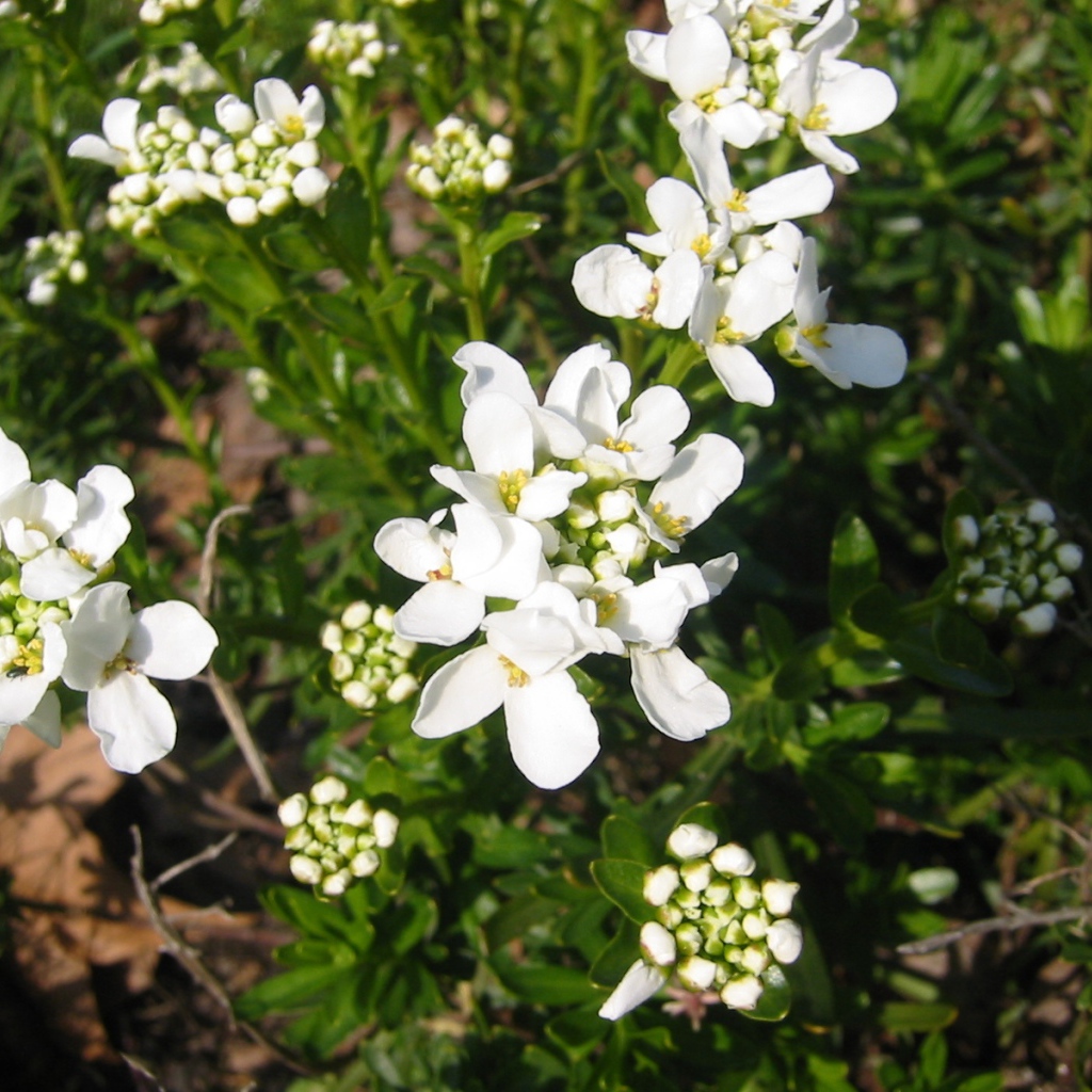 Кавказская резуха на поляне