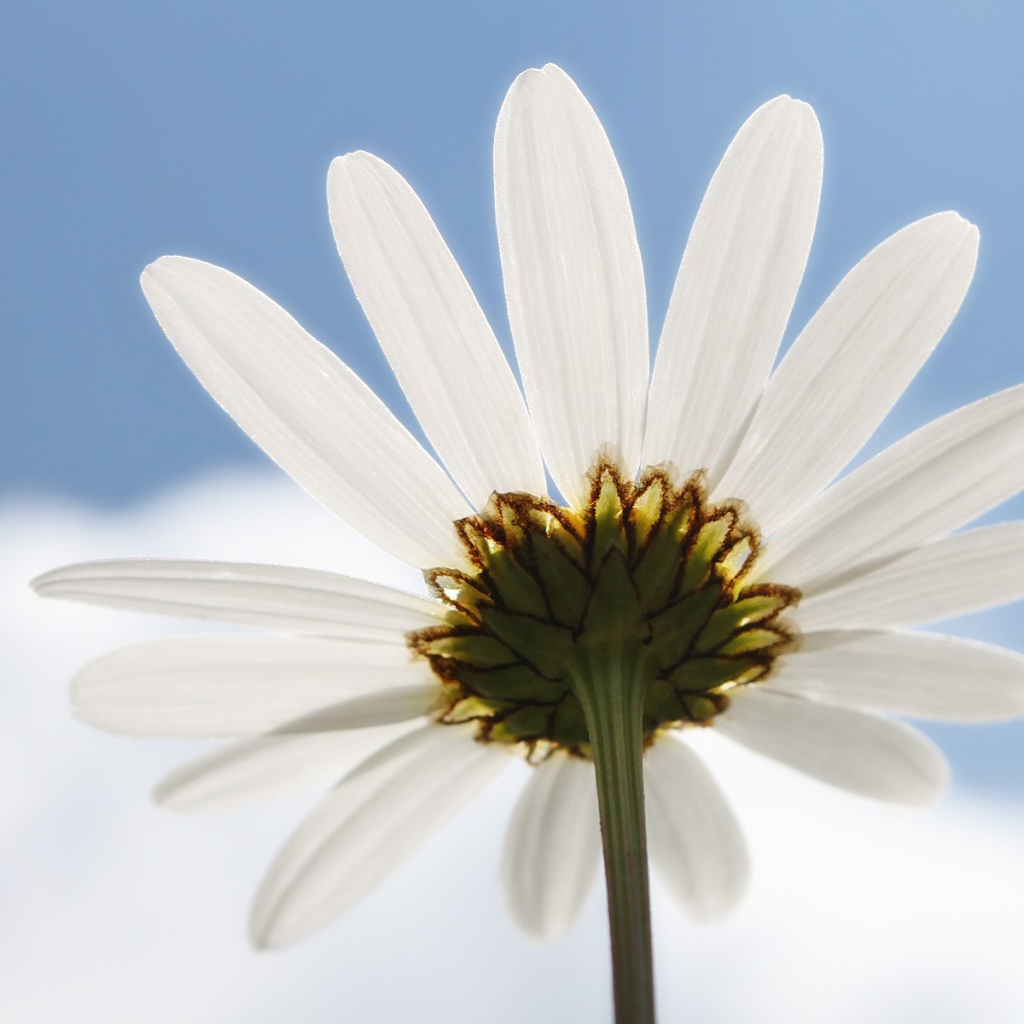 Ромашка на фоне неба