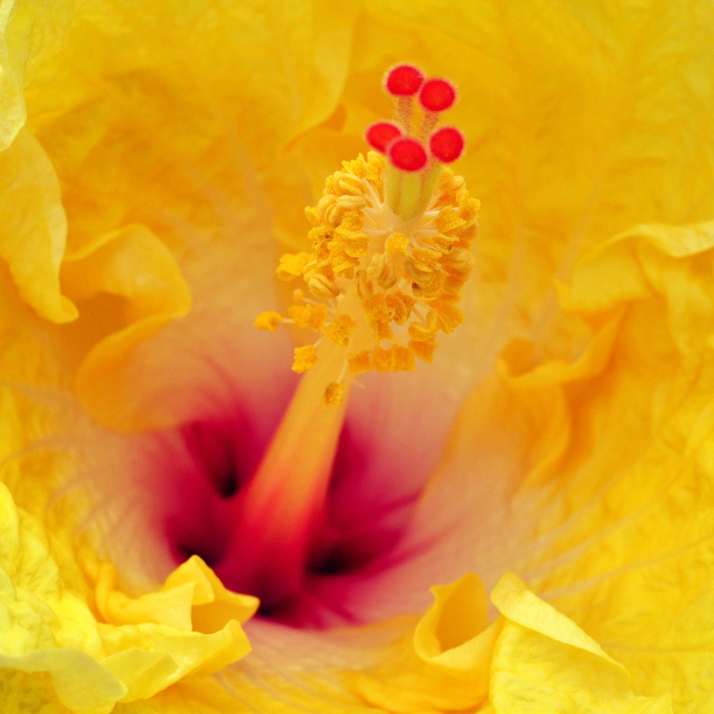 Китайская роза