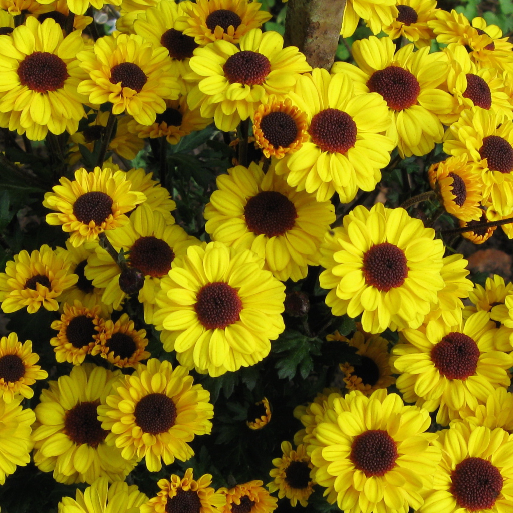 Выращивание цветов хризантема в саду