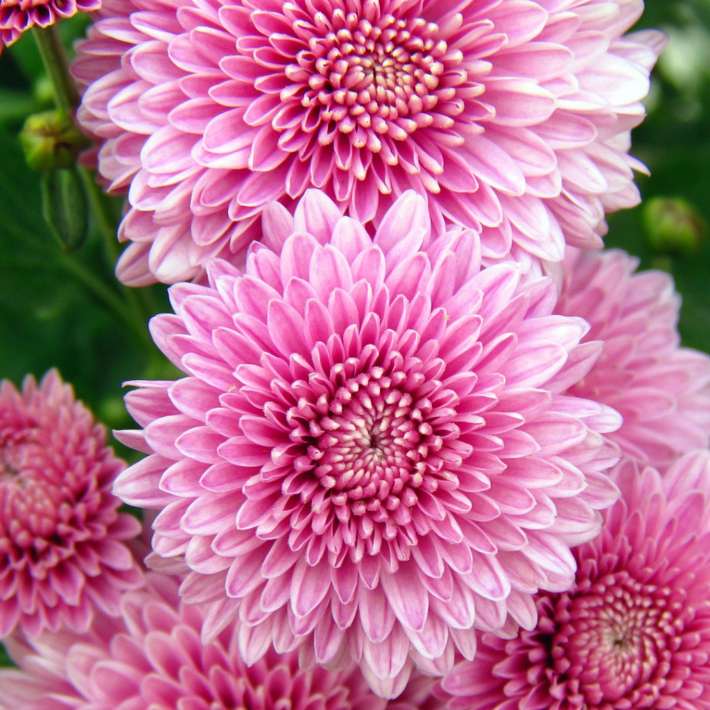 Хризантемы