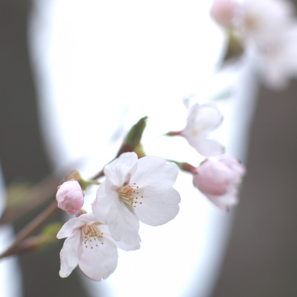 Цвет яблони