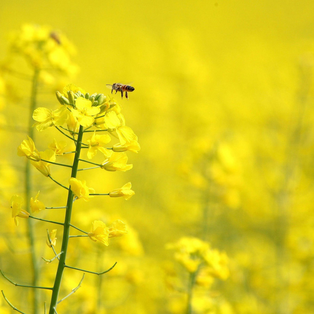 Желтые цветы