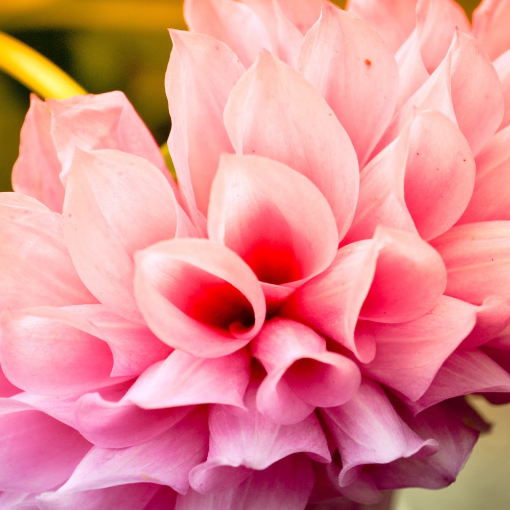 Прохладный цветок