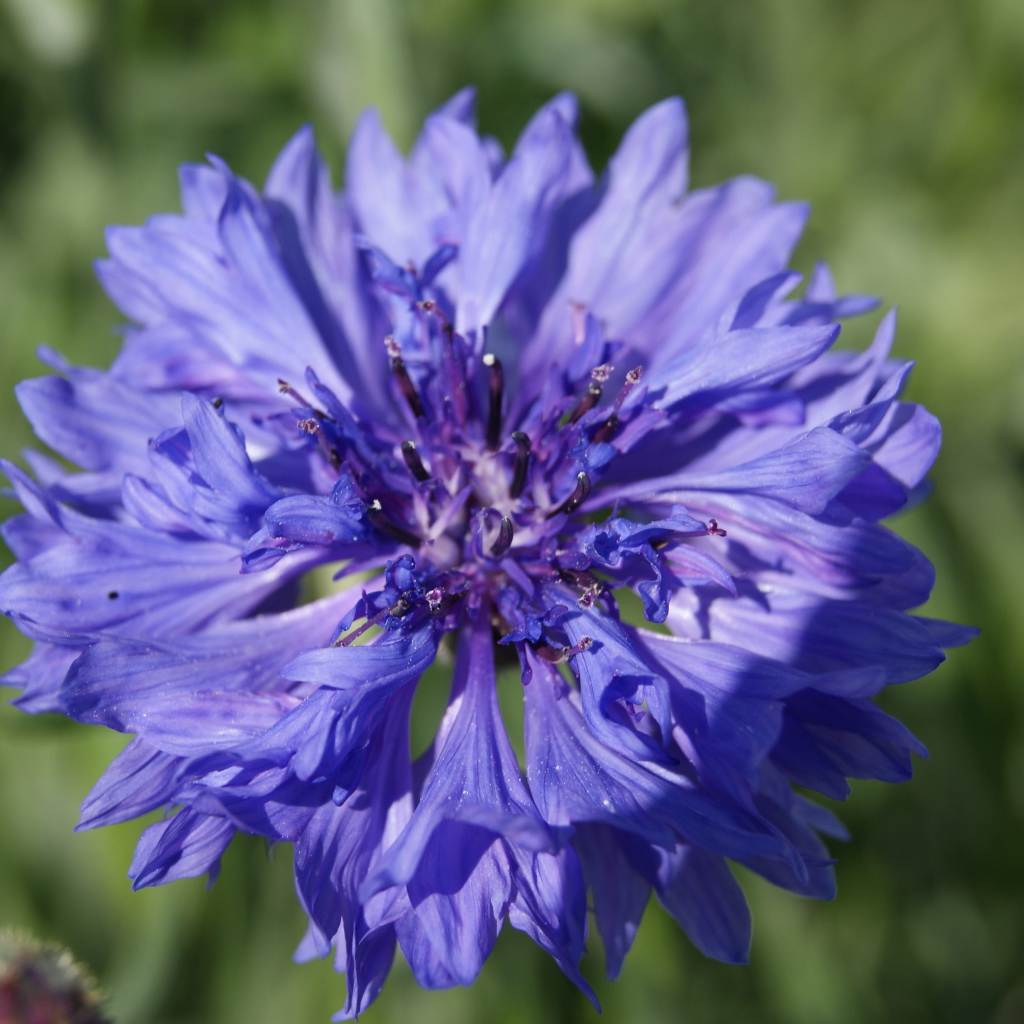 Красивые цветы васильки в парке