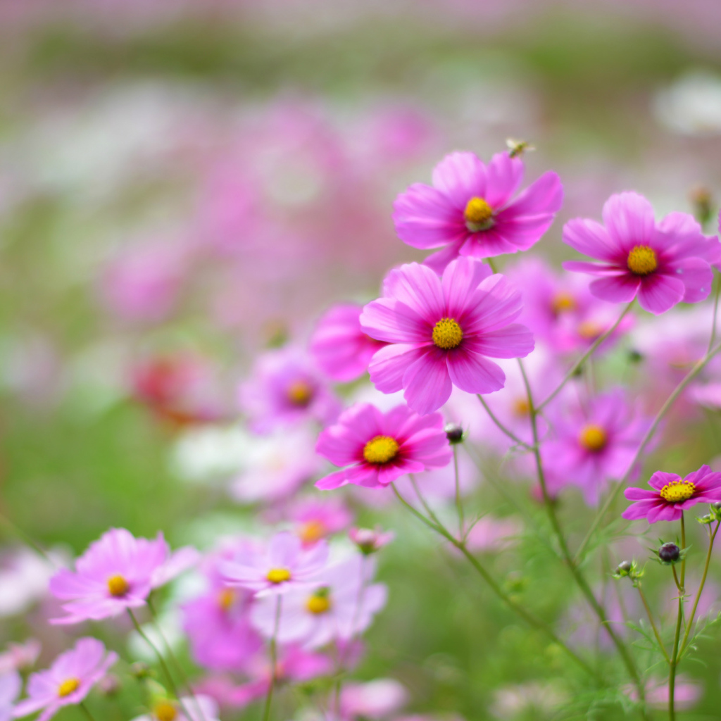 Выращивание цветов космея в саду