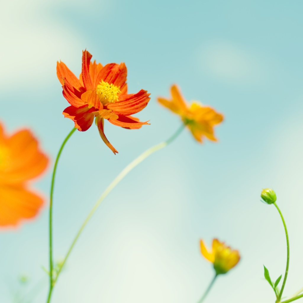 Космические цветы