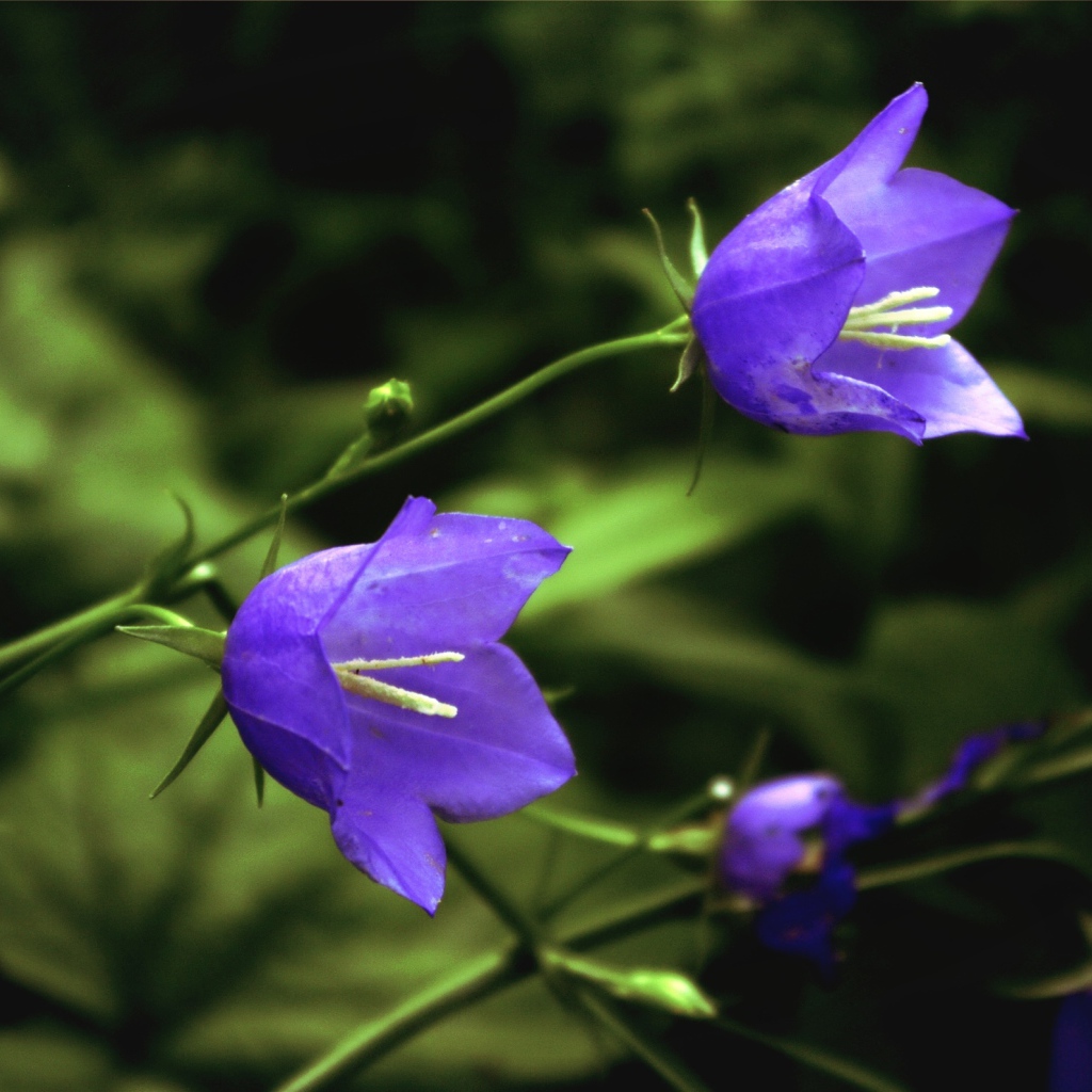 Пара лесных колокольчиков