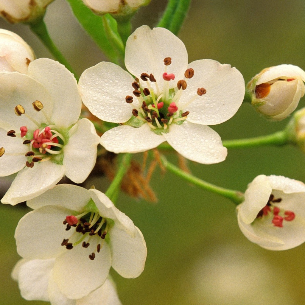 Весеннее цветение