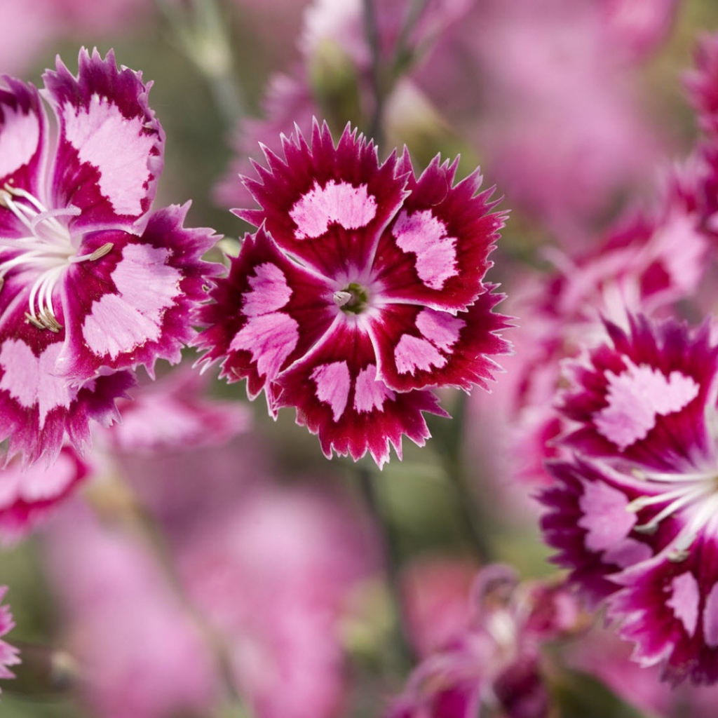 Ледяная гвоздика