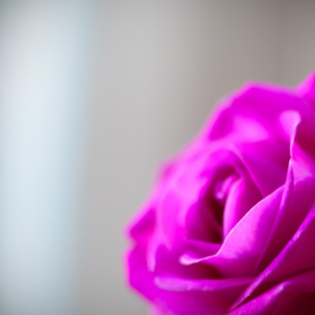 Mалиновая роза