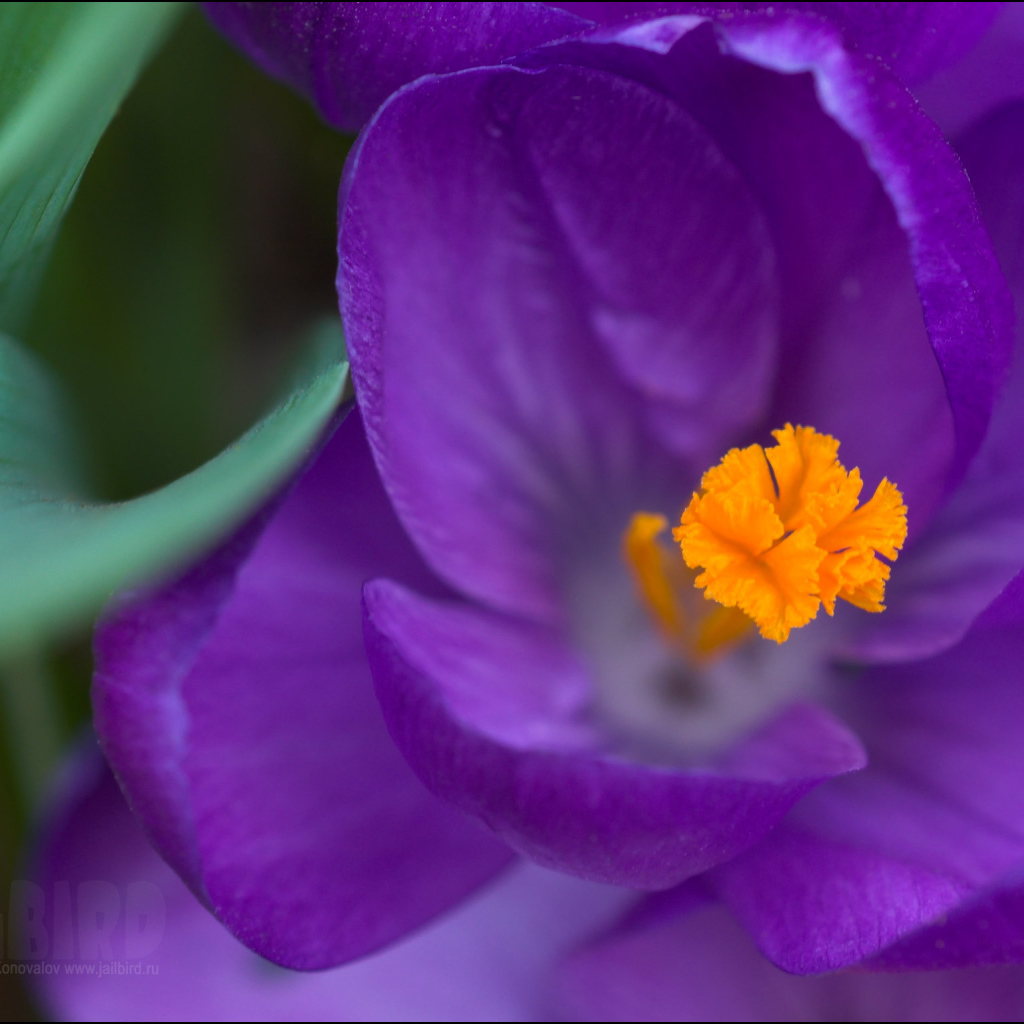 Крокус прекрасный цветок