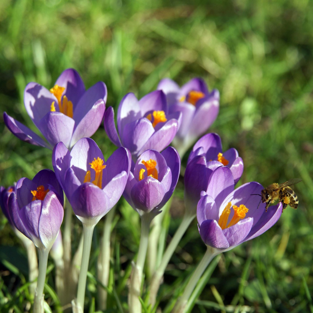 Крокус-цветы весны