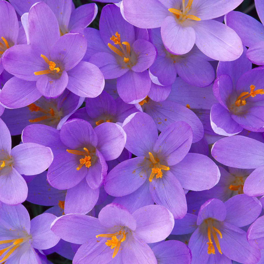 Цветы крокус на поляне