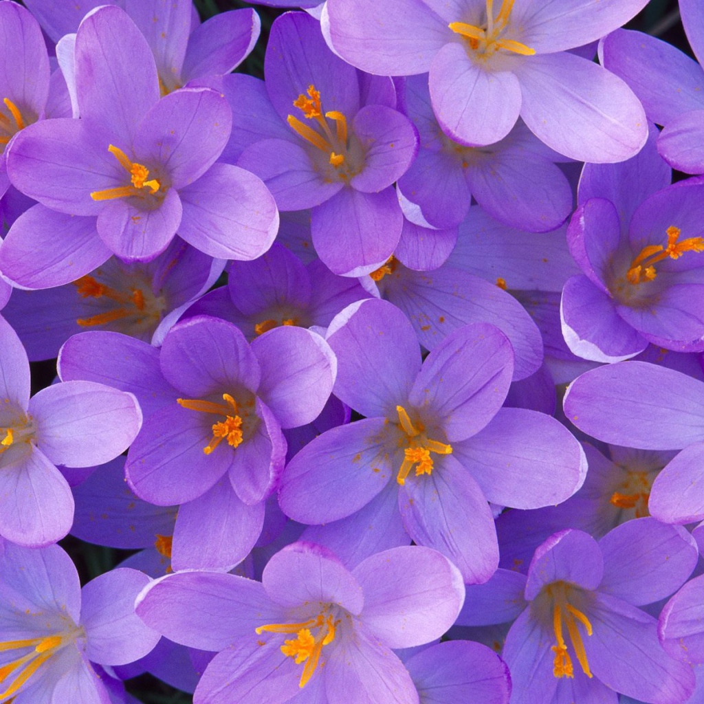 Крокусы из Кентукки