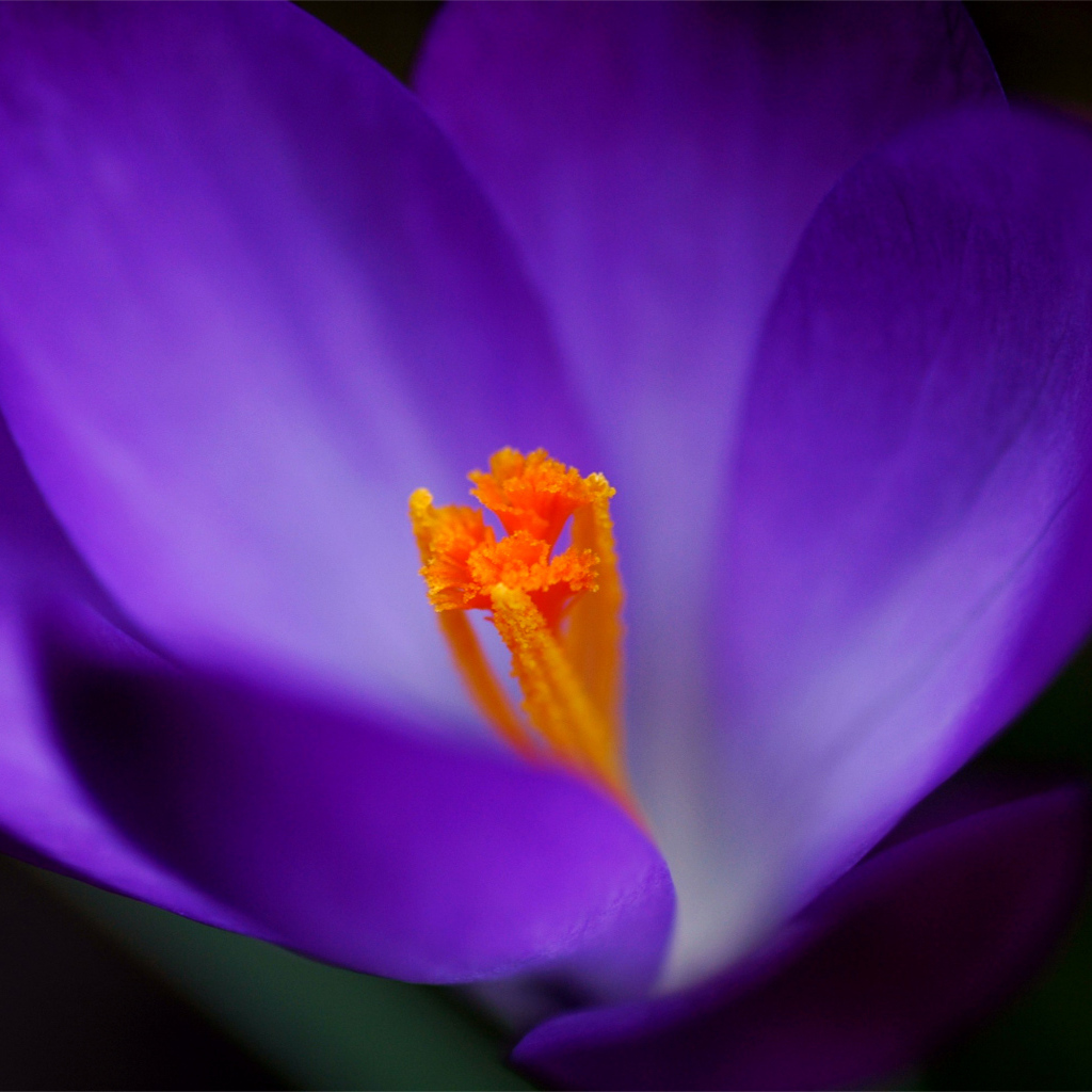 Весенние цветы Крокус