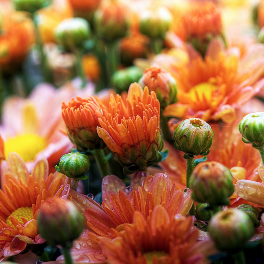 Милые ромашки