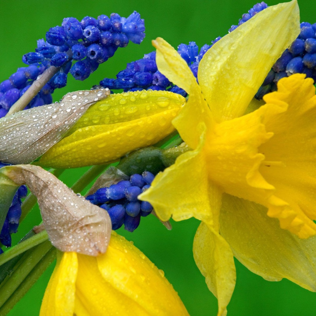 Нарциссы и гиацинты