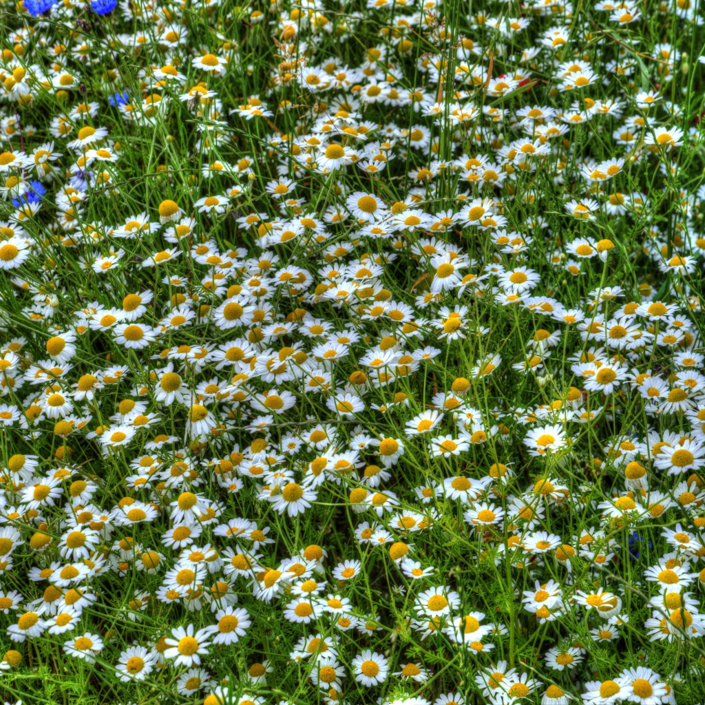 Ромашки среди зелени