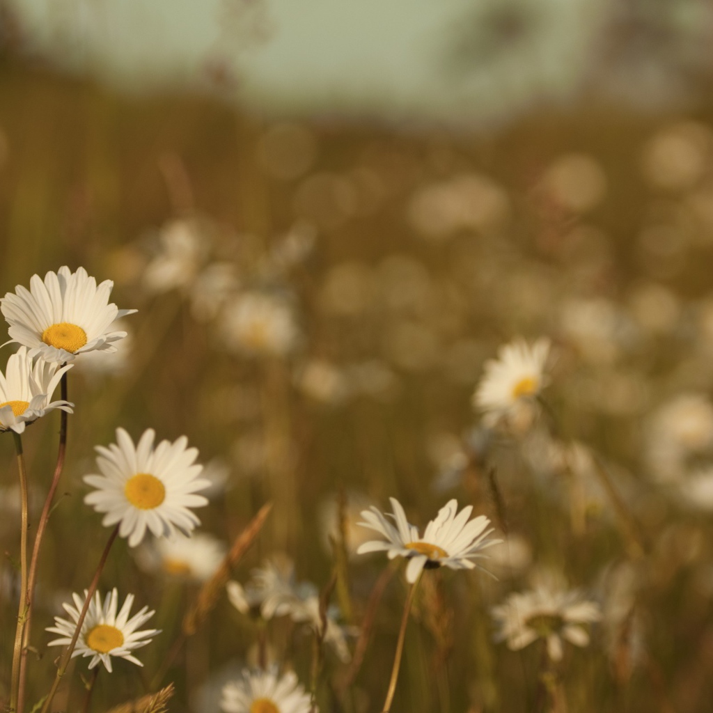 Ромашки на размытом фоне