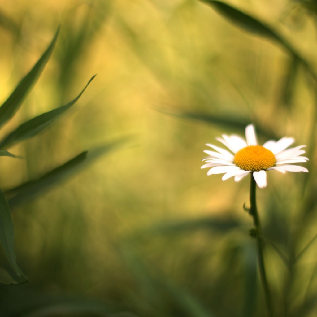 Полевая ромашка