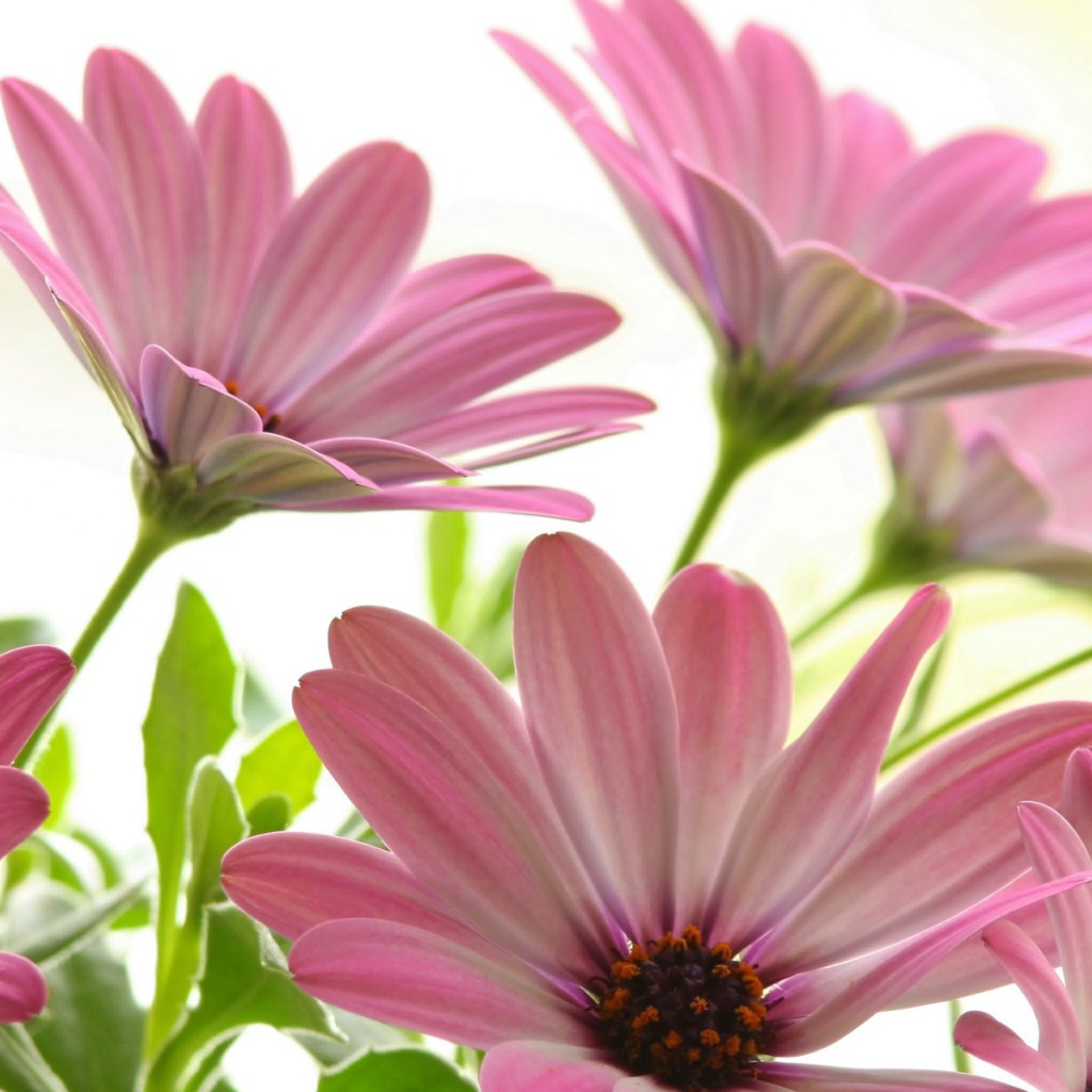 Цветы маргаритки цветут