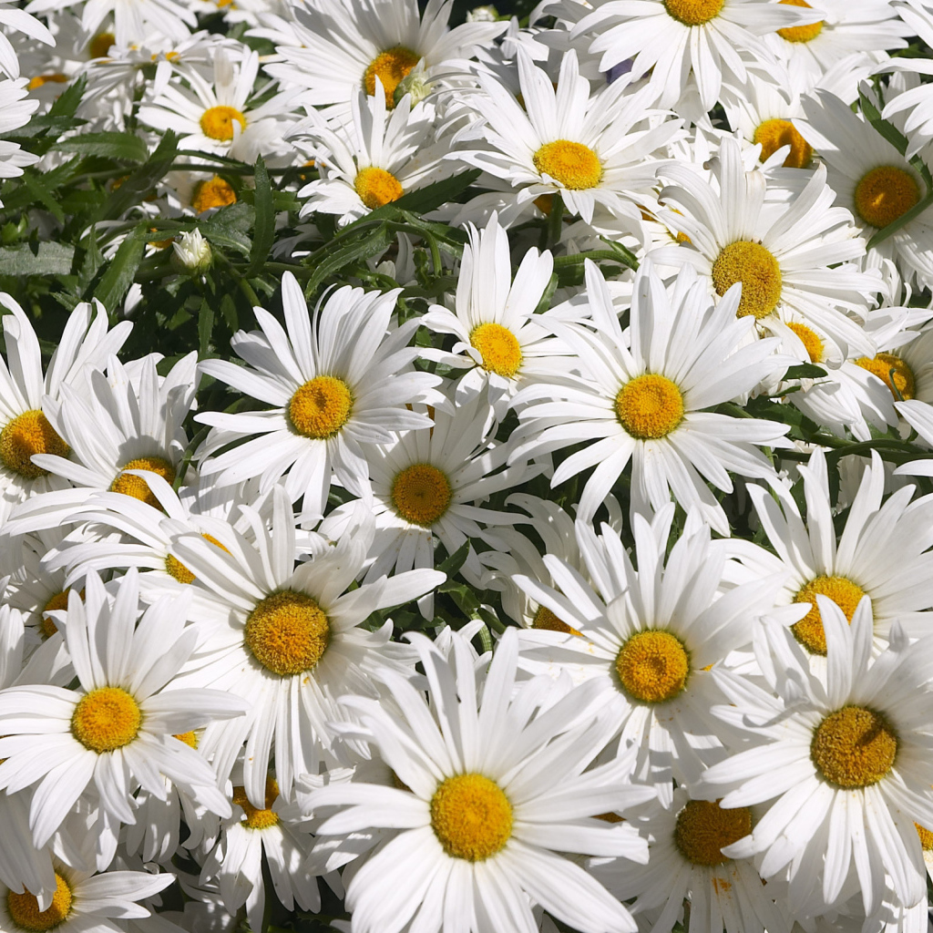 Цветы маргаритки зацвели в саду