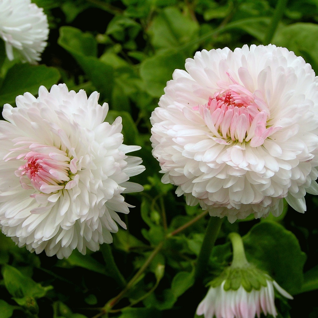 Цветы маргаритки в саду