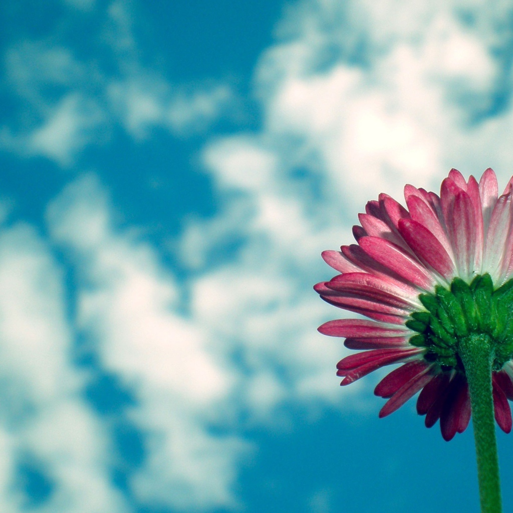 Цветы маргаритки на фоне неба