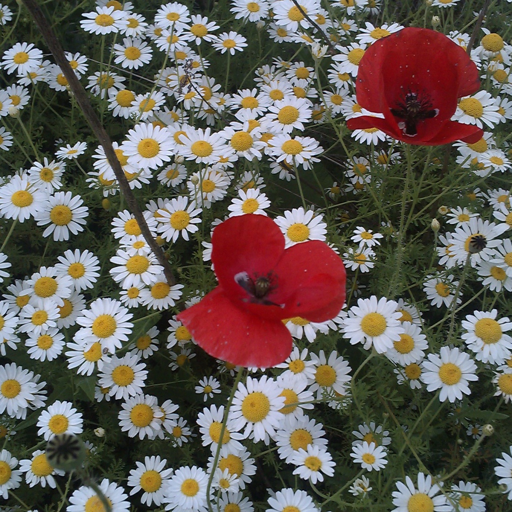 Цветы маргаритки с красным маком