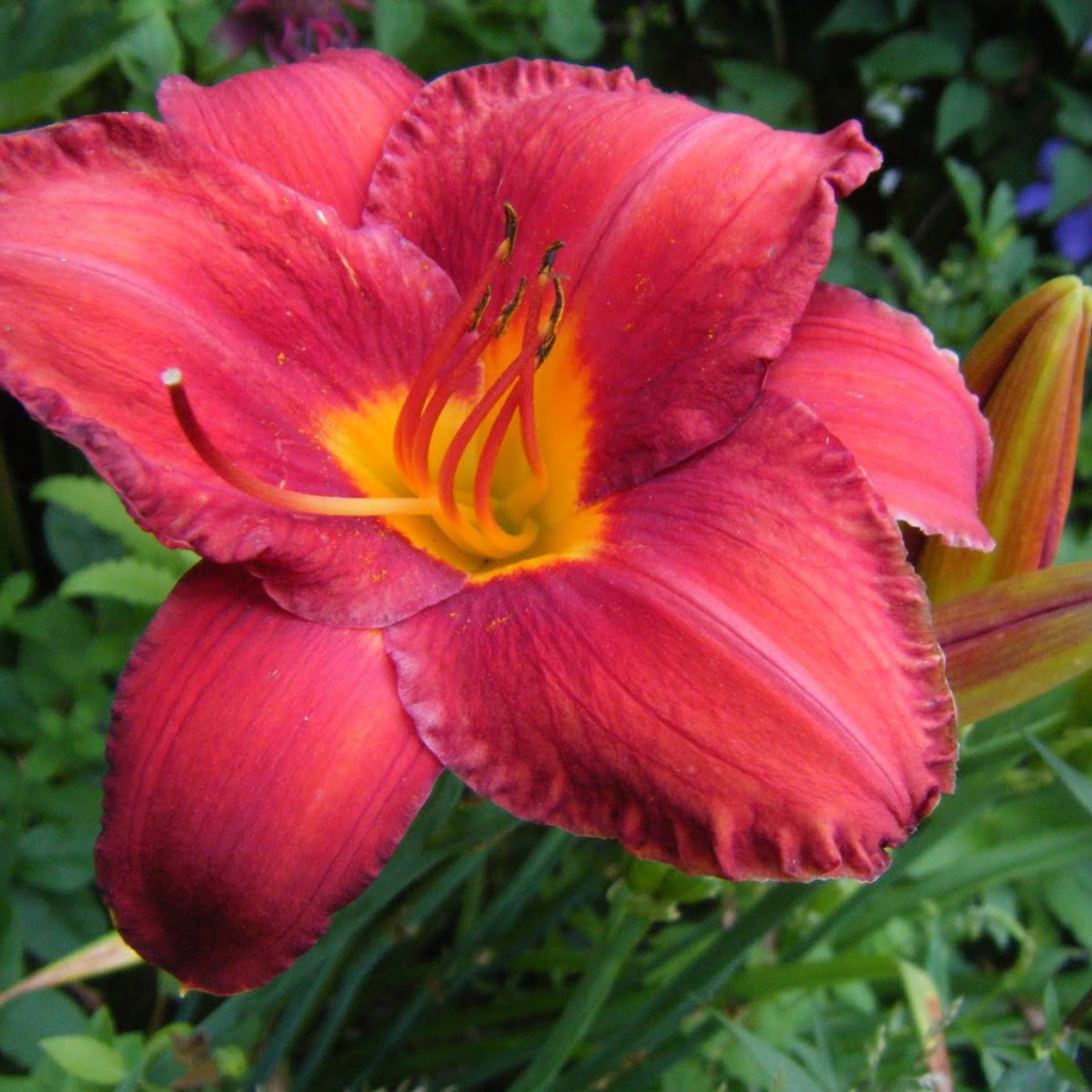 Выращивание цветов лилейник в саду