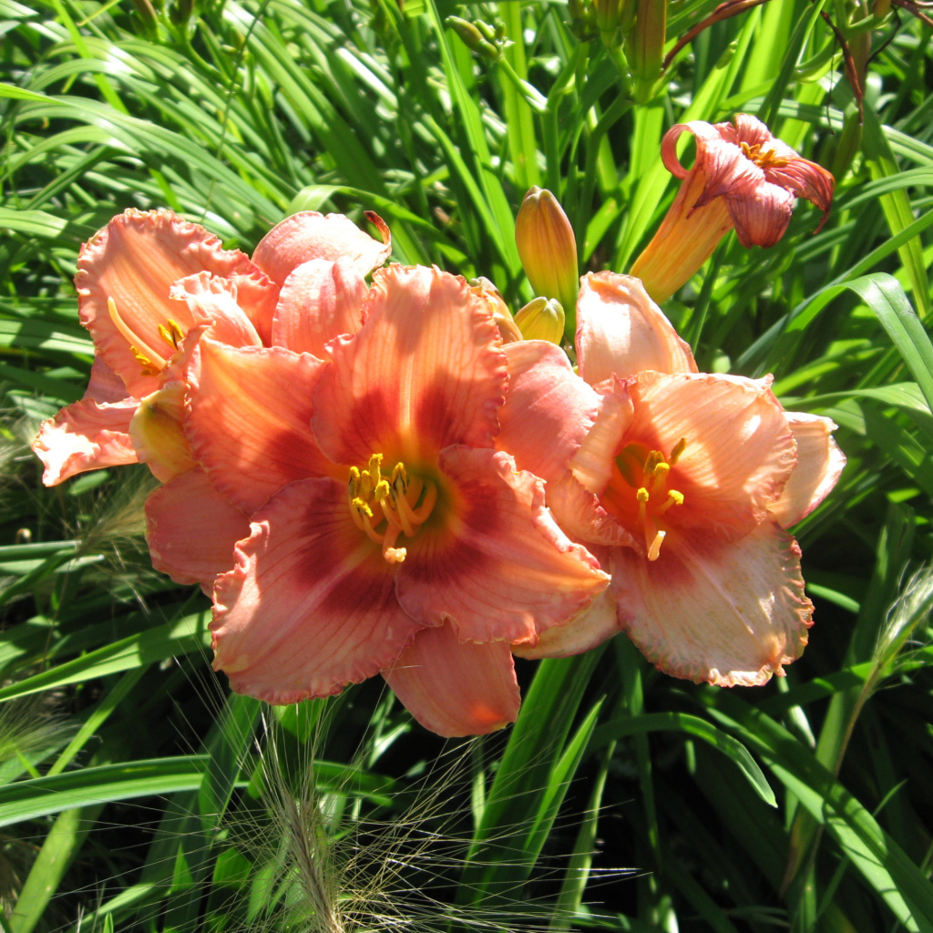 Садовые цветы лилейник на дачном участке