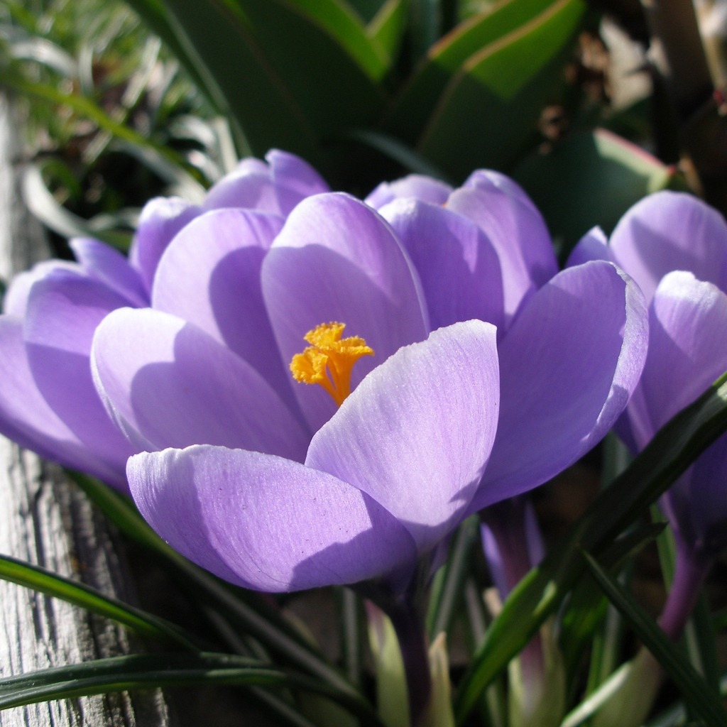 Ослепительные цветы крокус