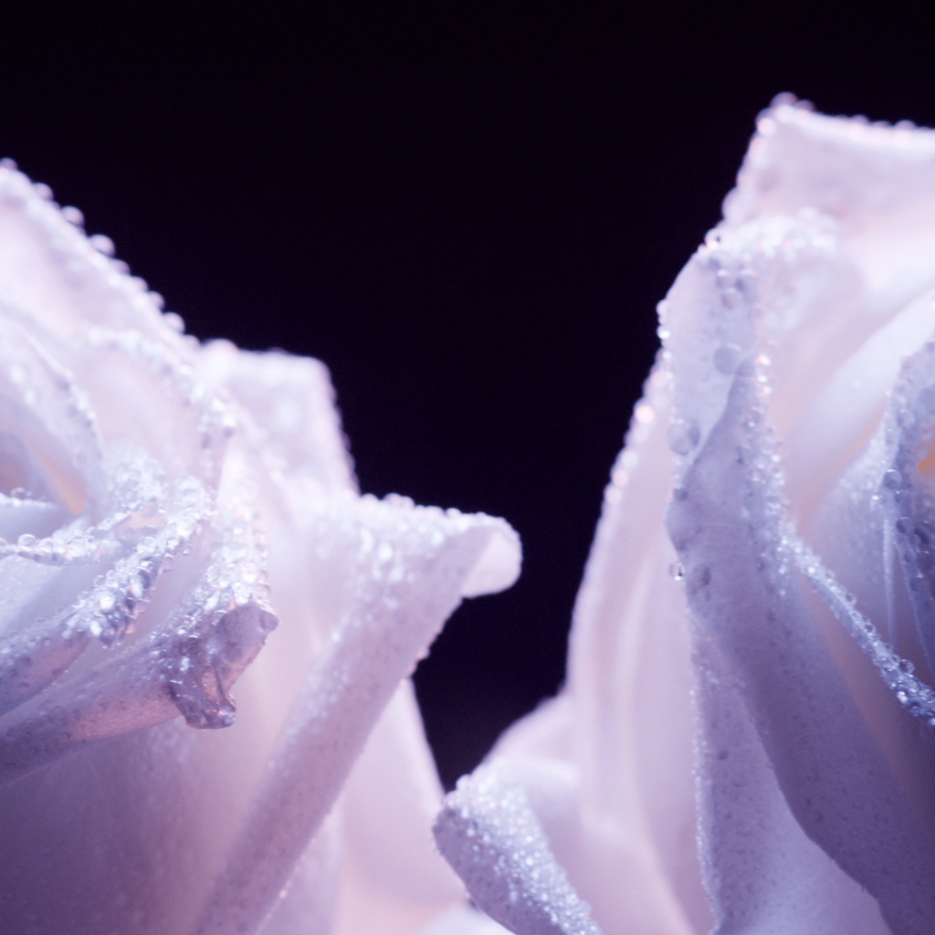 Украшенные фиолетовые розы