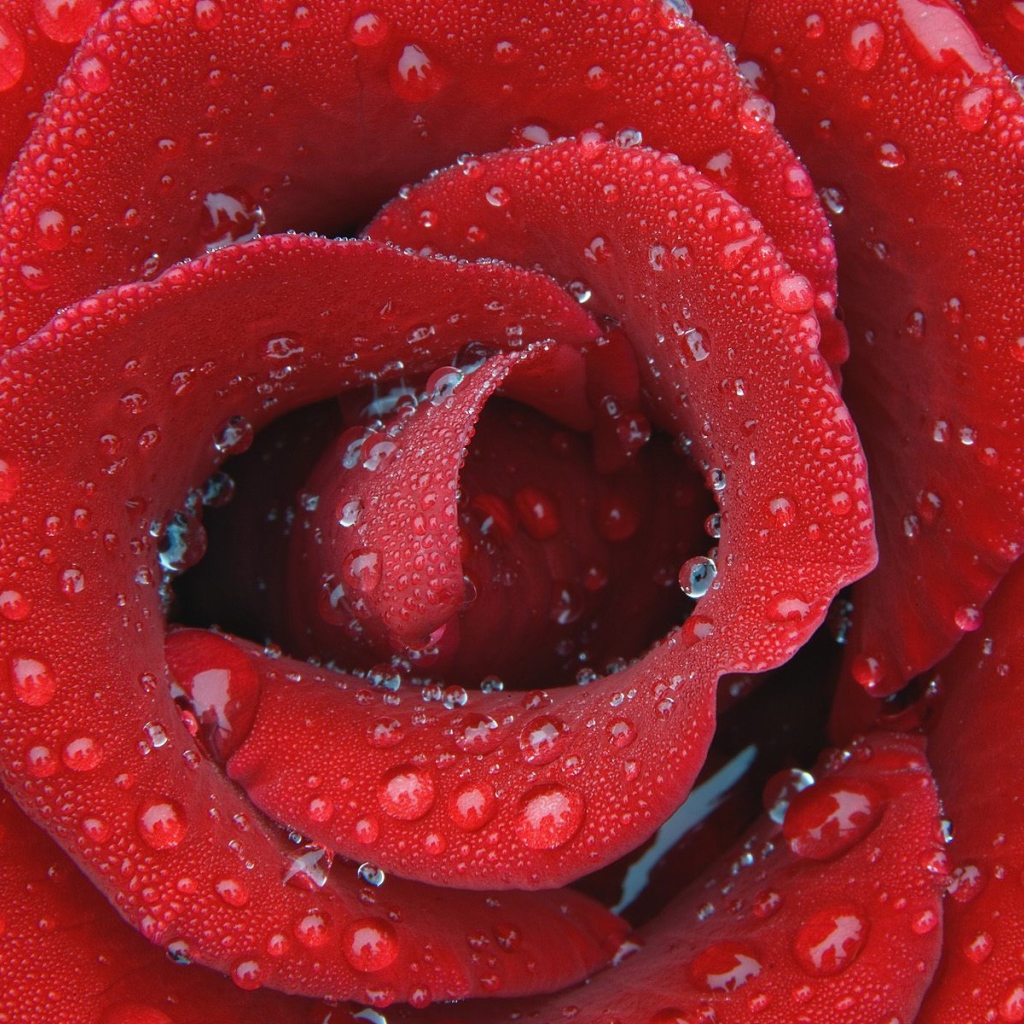 Цветок нежной розы