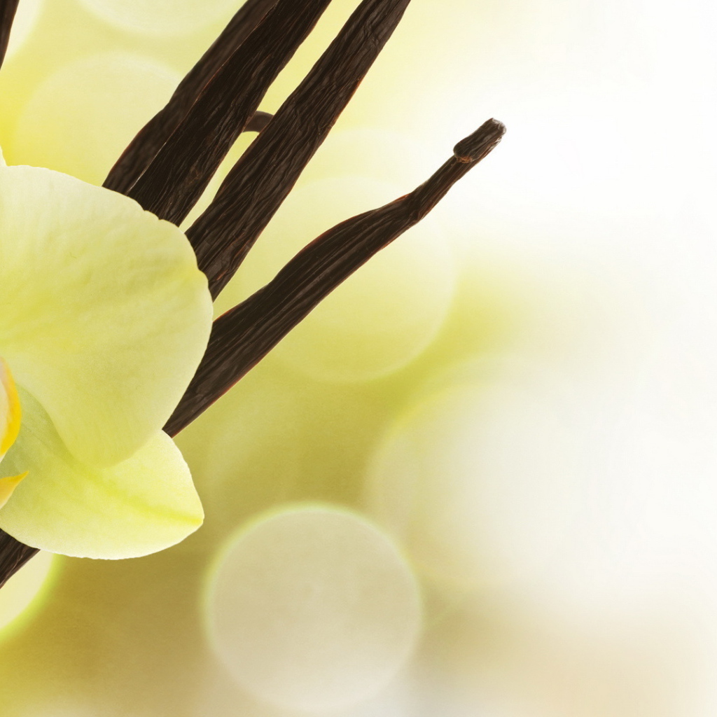 Нежный цветок