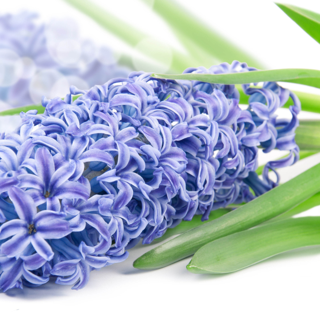 Нежный цветок гиацинт