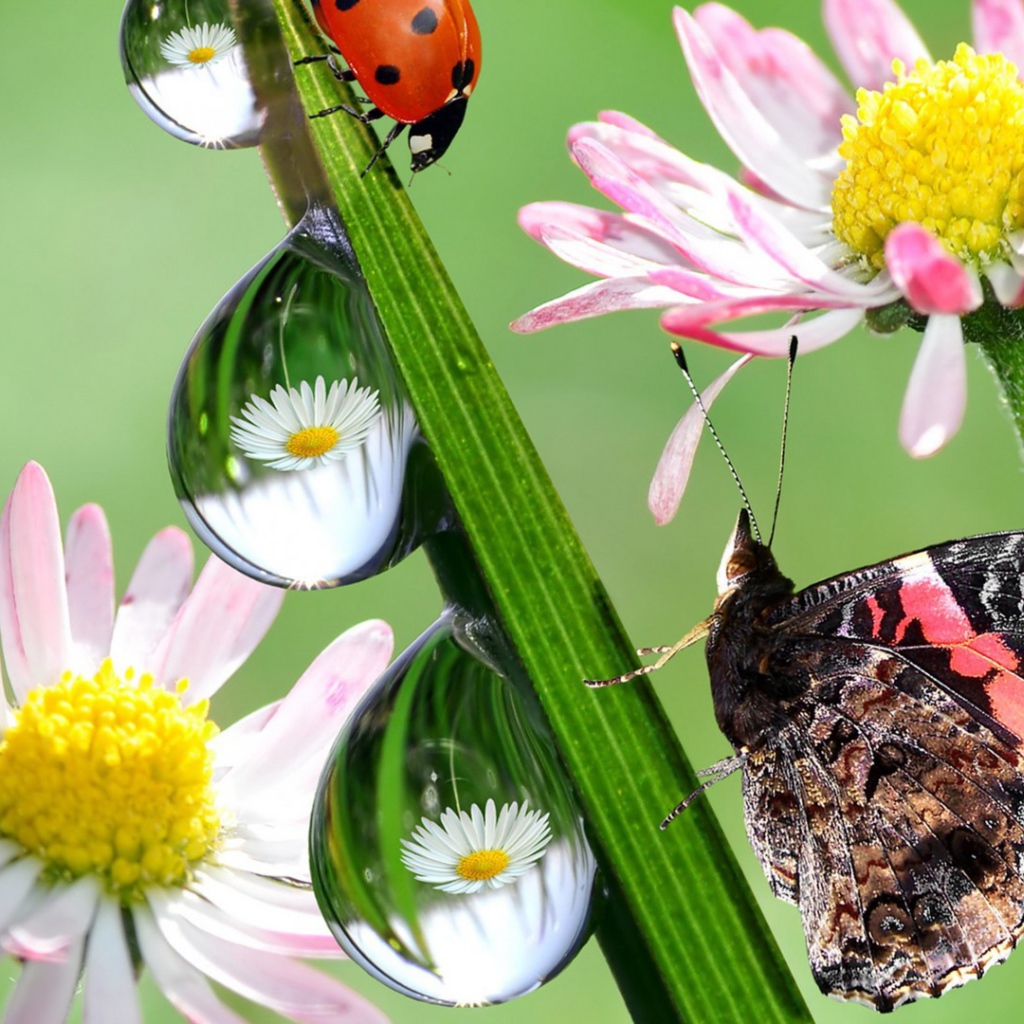 Hежные цветы