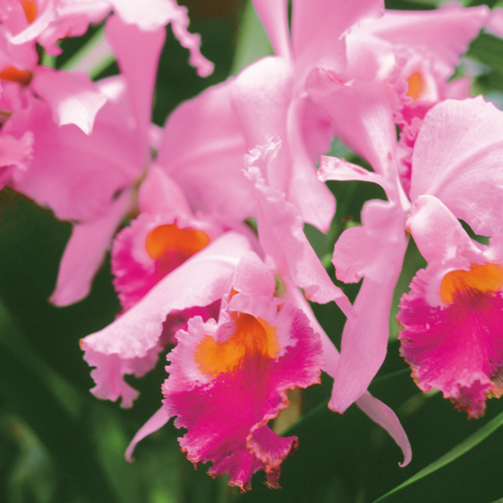 Нежные розовые цветы