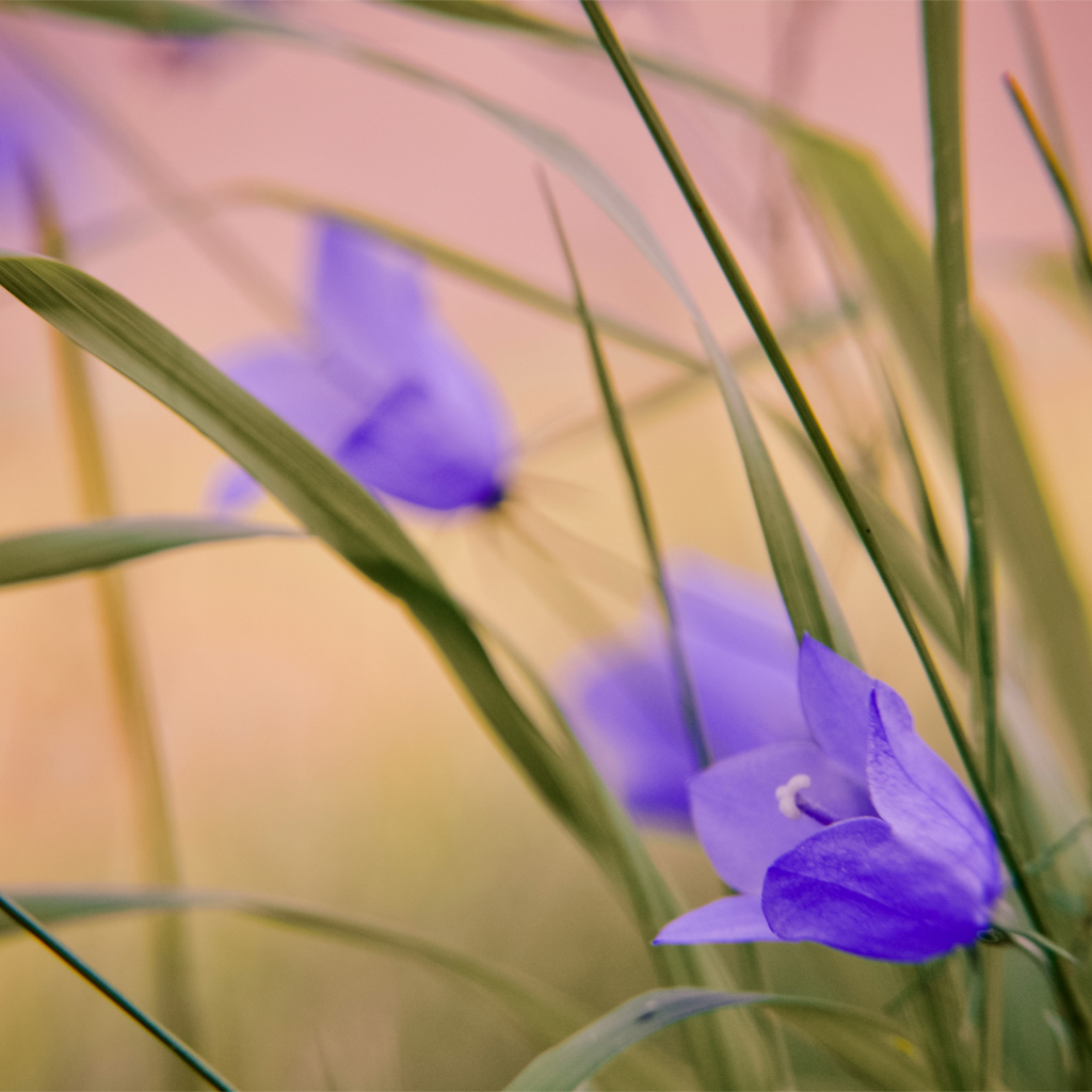 Нежный сиреневый колокольчик