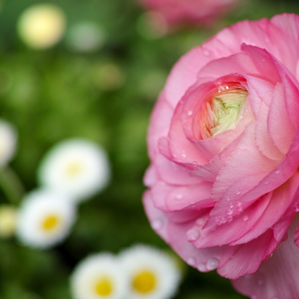 Нежные лепестки розы